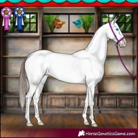 Horse Color:Bay Splash Tobiano Blanket 