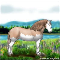Horse Color:Gold Champagne Splash