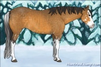 Horse Color:Buckskin Splash and Buckskin Splash