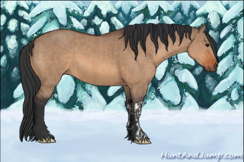 Horse Color:Bay Dun  and Bay Dun 