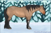 Horse Color:Bay Dun  and Bay Dun 