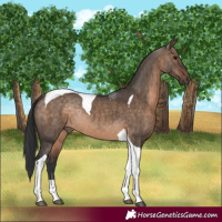 Horse Color:Brown Dun Tobiano Rabicano 
