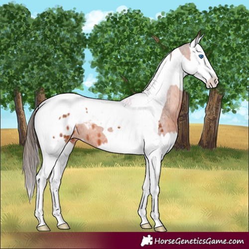 Horse Color:Brown Splash Tobiano Appaloosa 