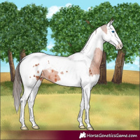 Horse Color:Brown Splash Tobiano Appaloosa 