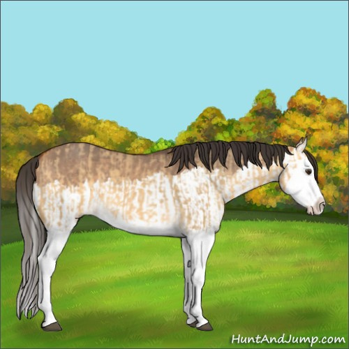 Horse Color:Buckskin Dun Splash  and Bay Dun Splash 