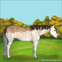 Horse Color:Buckskin Dun Splash  and Bay Dun Splash 