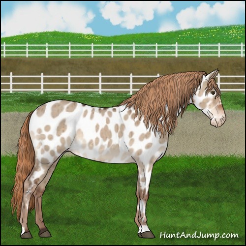 Horse Color:Liver Red Dun Roan Appaloosa Brindle