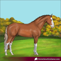 Horse Color:Chestnut Splash 