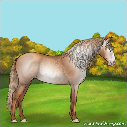 Horse Color:Gray Gold Champagne 