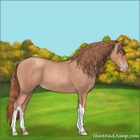 Horse Color:Gold Champagne 
