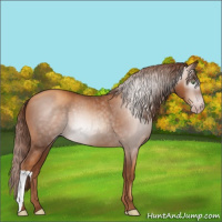 Horse Color:Gray Gold Champagne 