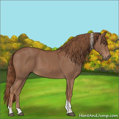 Horse Color:Chestnut Tobiano Rabicano