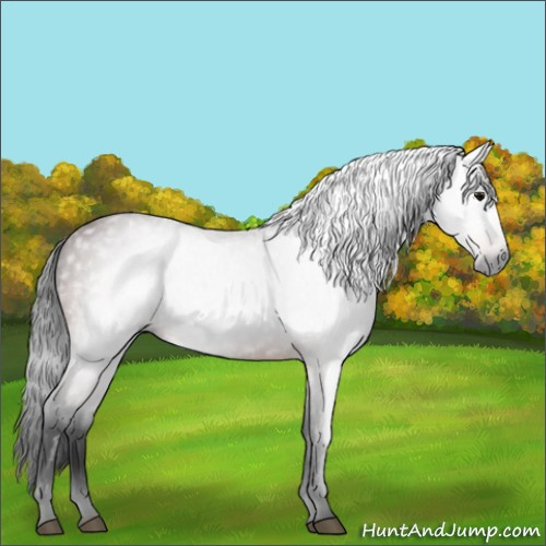 Horse Color:Gray Bay
