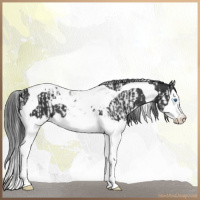 Horse Color:Black Splash Tobiano  and Black Splash Tobiano 