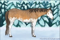 Horse Color:Buckskin Splash  and Buckskin Splash Varnish 