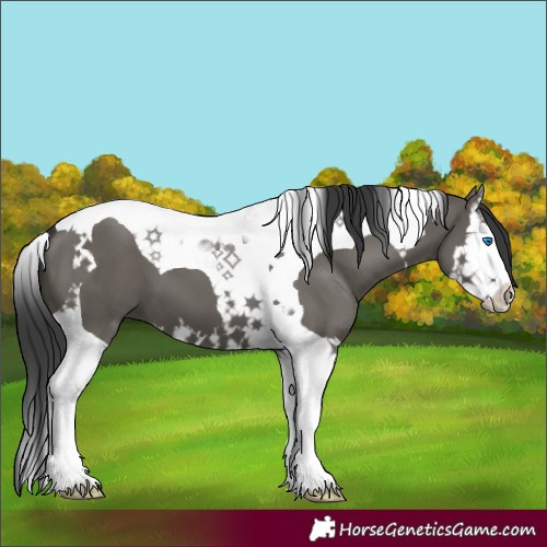 Horse Color:Grullo Splash Tobiano 