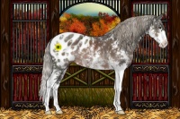 Horse Color:Liver Chestnut Mushroom Sabino Appaloosa 