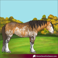 Horse Color:Buckskin Splash  and Buckskin Splash 