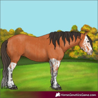 Horse Color:Bay  and Bay Splash 