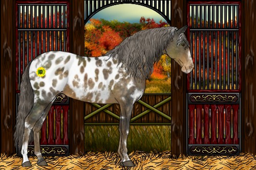 Horse Color:White Spotted Chocolate Palomino Sabino Blanket