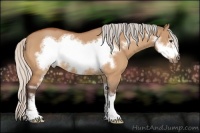Horse Color:Silver Bay Dun Sabino Frame 