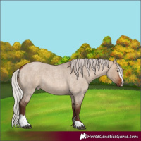 Horse Color:Silver Bay Roan Dun Sabino