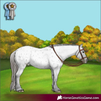 Horse Color:Blue Roan Appaloosa