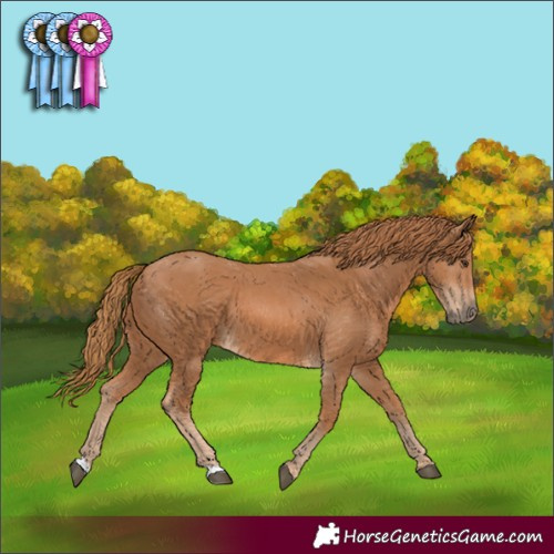 Horse Color:Chestnut 