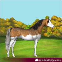 Horse Color:Buckskin Splash and Buckskin Splash Rabicano