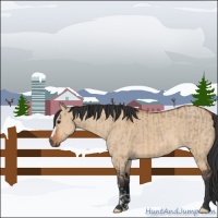 Horse Color:Bay Dun  and Bay Dun 