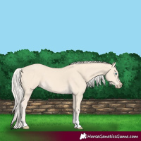 Horse Color:Cremello Tobiano 