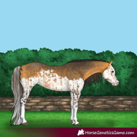 Horse Color:Buckskin Splash  and Buckskin Splash 
