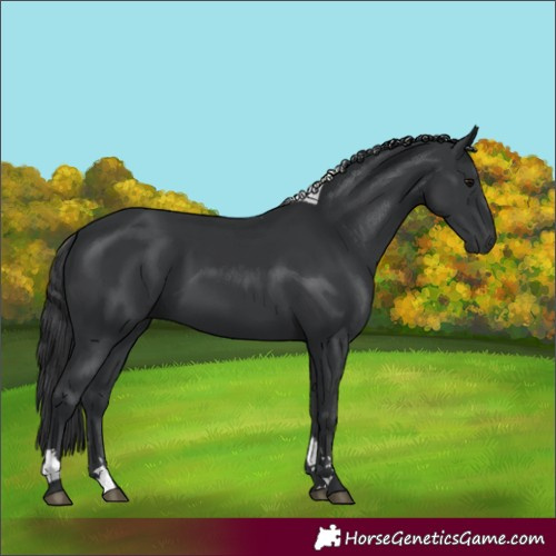 Horse Color:Black Tobiano 