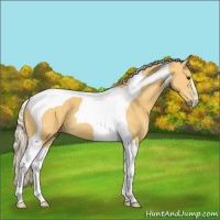 Horse Color:Palomino Tobiano 