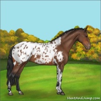 Horse Color:Bay Tobiano Blanket 