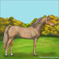 Horse Color:Gray Palomino Roan 