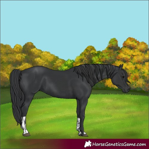 Horse Color:Black  and Black 