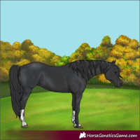 Horse Color:Black and Black
