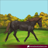 Horse Color:White Spotted Liver Chestnut 