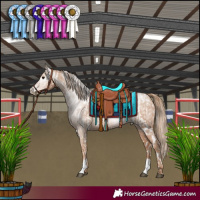 Horse Color:Gray Blue Roan Pearl Tobiano Appaloosa and Black Pearl