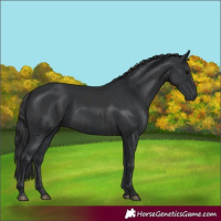 Horse Color:Black  and Black 