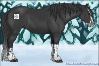 Horse Color:Black  and Black Splash 