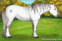 Horse Color:Gray Chestnut 