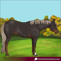 Horse Color:Unknown 
