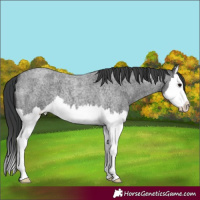 Horse Color:Unknown 