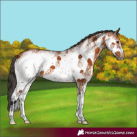 Horse Color:White Spotted Bay Frame