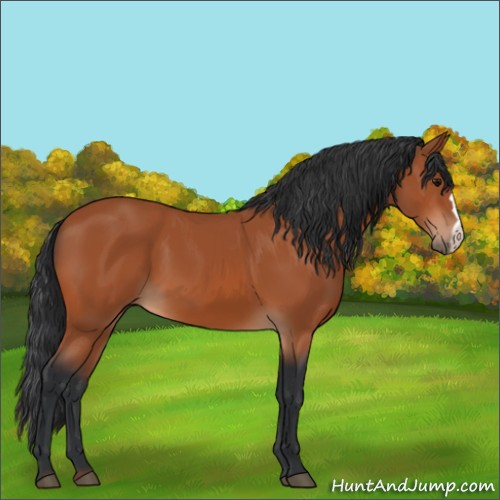 Horse Color:Bay 