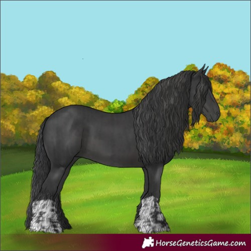 Horse Color:Black  and Black 