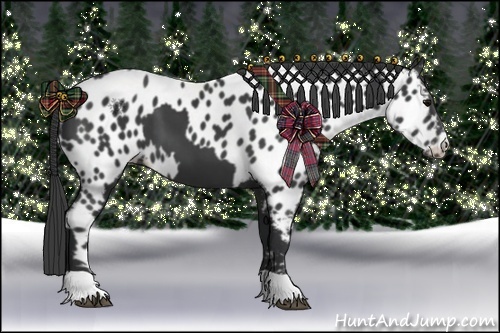 Horse Color:Black  and Black Appaloosa 
