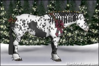 Horse Color:Black  and Black Appaloosa 